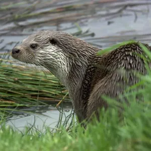 European river otter (Lutra lutra) captive, UK European river otter (Lutra lutra) captive, UK