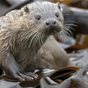 European river otter (Lutra lutra) cub amongst kelp on shoreline, Shetland Isles European river otter (Lutra lutra) cub amongst kelp on shoreline, Shetland Isles