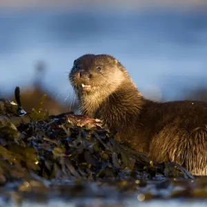 European river otter (Lutra lutra) eating fish, resting on seaweed, Isle of Mull