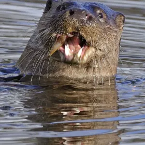 European river otter (Lutra lutra) eating fish, in river, Dorset, UK, November European river otter (Lutra lutra) eating fish, in river, Dorset, UK, November