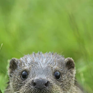 European river otter {Lutra lutra} face portrait, captive, UK