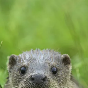 European river otter {Lutra lutra} face portrait, captive, UK