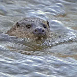 European river otter (Lutra lutra) in fast flowing river, Dorset, UK, December European river otter (Lutra lutra) in fast flowing river, Dorset, UK, December