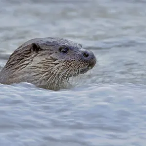 European river otter (Lutra lutra) in fast flowing water, Dorset, UK, December European river otter (Lutra lutra) in fast flowing water, Dorset, UK, December