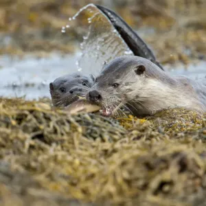 European river otter (Lutra lutra) female bringing a wrasse ashore for her cub, Shetland European river otter (Lutra lutra) female bringing a wrasse ashore for her cub, Shetland