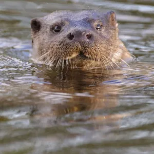 European river otter (Lutra lutra) head portrait, in river, Dorset, UK, November