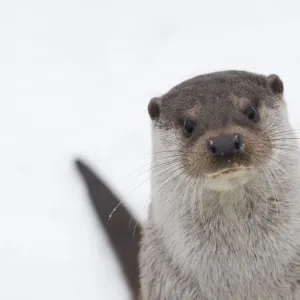 European river otter (Lutra lutra) head portrait against snow, Netherlands, captive European river otter (Lutra lutra) head portrait against snow, Netherlands, captive