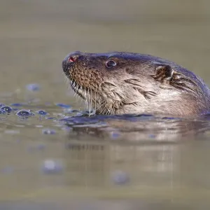 European river otter (Lutra lutra) head sticking out of water, river, Dorset, UK European river otter (Lutra lutra) head sticking out of water, river, Dorset, UK