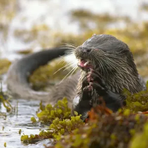 European river otter (Lutra lutra) holding fish amongst wetland vegetation. Island of Mull European river otter (Lutra lutra) holding fish amongst wetland vegetation. Island of Mull