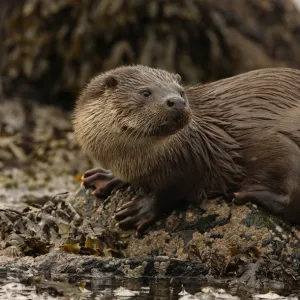 European river otter {Lutra lutra} male on coast, Shetland Islands, Scotland, UK