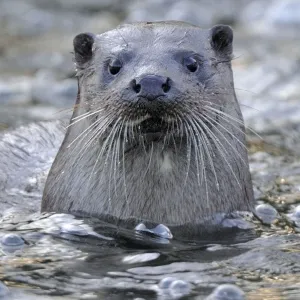 European river otter (Lutra lutra) portrait, in river, Dorset, UK, November