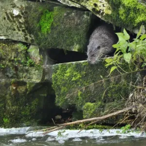 European river otter (Lutra lutra) in possible holt entrance, Dorset, UK, December European river otter (Lutra lutra) in possible holt entrance, Dorset, UK, December