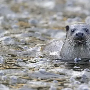 European river otter print, Dorset river scene European river otter print, Dorset river scene
