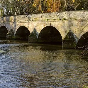 European river otter (Lutra lutra) in river by road bridge, Dorset, UK, November European river otter (Lutra lutra) in river by road bridge, Dorset, UK, November
