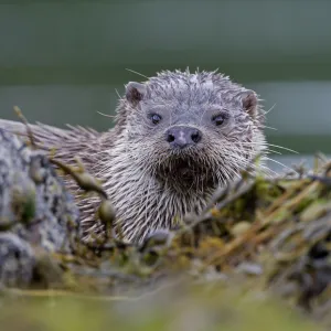 European river otter {Lutra lutra} among seaweed, Isle of Mull, Inner Hebrides, Scotland