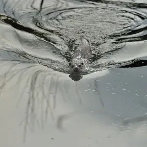European river otter (Lutra lutra) swimming, Dorset, UK, May European river otter (Lutra lutra) swimming, Dorset, UK, May