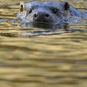 European river otter (Lutra lutra) swimming with head just above surface, river, Dorset European river otter (Lutra lutra) swimming with head just above surface, river, Dorset