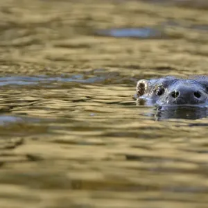 European river otter swimming print European river otter swimming print