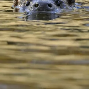 European river otter (Lutra lutra) swimming with head just above water, in river European river otter (Lutra lutra) swimming with head just above water, in river