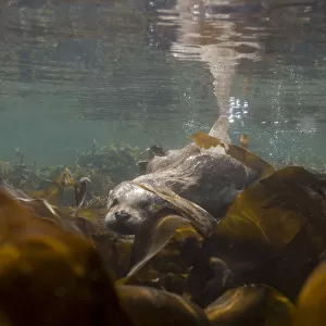 European river otter (Lutra lutra) swimming over kelp, Shetland, Scotland, UK, April