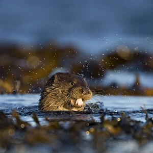 European river otter (Lutra lutra) swimming in the sea, Isle of Mull, Inner Hebrides