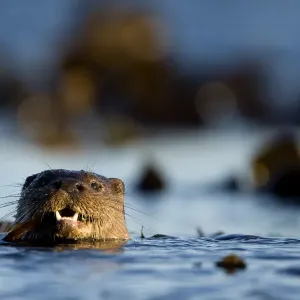 European river otter (Lutra lutra) swimming in the sea, Isle of Mull, Inner Hebrides European river otter (Lutra lutra) swimming in the sea, Isle of Mull, Inner Hebrides
