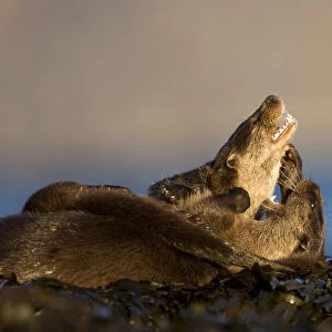 European river otters (Lutra lutra) play fighting amongst seaweed, Isle of Mull, Inner Hebrides