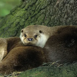 Two European river otters {Lutra lutra} huddled together by tree trunk, captive, Norfolk