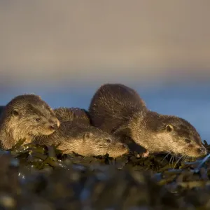 Three European river otters (Lutra lutra) resting on seaweed, Isle of Mull, Inner Hebrides Three European river otters (Lutra lutra) resting on seaweed, Isle of Mull, Inner Hebrides