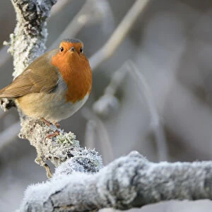 European robin (Erithacus rubecula) perched on a hoar frosted branch on a cold winter morning