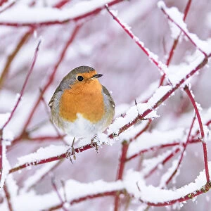 European robin (Erithacus rubecula) perched on snow-covered branch, Richmond Park, London, UK. January