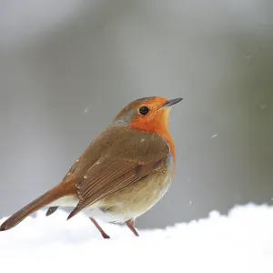 European robin (Erithacus rubecula) standing in snow, Bishopswood, Somerset, UK. February. Cropped European robin (Erithacus rubecula) standing in snow, Bishopswood, Somerset, UK. February. Cropped