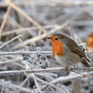 Two European robins (Erithacus rubecula) perched among hoar frosted vegetation