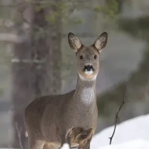 European Roe Deer Print in Winter Pelage European Roe Deer Print in Winter Pelage