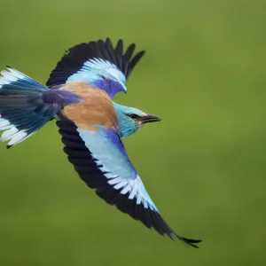 Colourful Birds