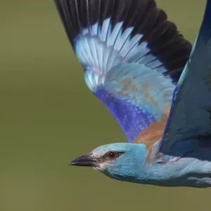 European roller (Coracias garrulus) in flight, Pusztaszer reserve, Hungary. May European roller (Coracias garrulus) in flight, Pusztaszer reserve, Hungary. May