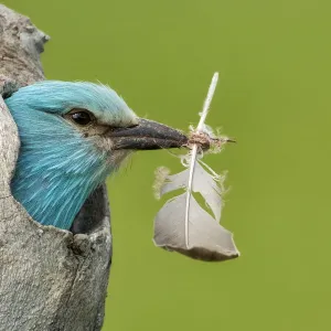 European Roller Print: A bird peering out of its nest with a feather European Roller Print: A bird peering out of its nest with a feather