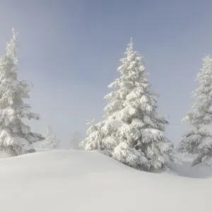 European Silver firs (Abies alba / pectinata) on Hauts Fourneaux, Ballon des Vosges Nature Park