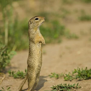 European souslik / ground squirrel (Spermophilus citellus) standing up, Bulgaria