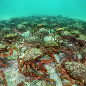 Agglomération de crabes tournures européens (Maja squinado) St. Ives, Cornwall. Août. Agglomération de crabes tournures européens (Maja squinado) St. Ives, Cornwall. Août.