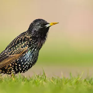 European starling (Sturnus vulgaris) singing perched on the grass