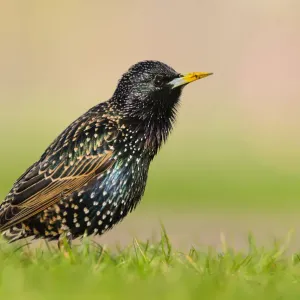 Estornino europeo (Sturnus vulgaris) cantando posado en la hierba. Estornino europeo (Sturnus vulgaris) cantando posado en la hierba.