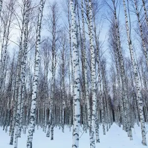 European White Birch Woodland Print, Winter Landscape European White Birch Woodland Print, Winter Landscape