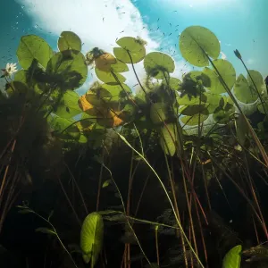 European white waterlilies print viewed from underwater European white waterlilies print viewed from underwater