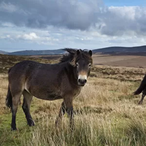 Exmoor ponies with Dunkerry Beacon beyond, Exmoor National Park, Somerset, England
