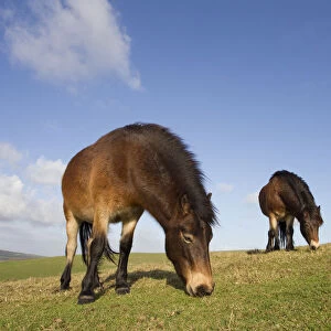 Exmoor Ponies (Equus caballus) grazing at Seven Sisters Country Park, South Downs