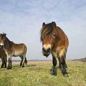Exmoor Ponies (Equus caballus), the ponies are used to manage grassland on the Sandlings heath
