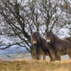 Three Exmoor ponies (Equus ferus caballus), semi-feral native breed, in Exmoor National Park, Somerset / Devon, England. November