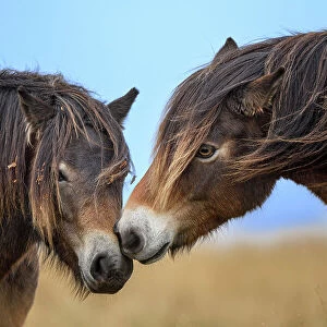 Two Exmoor ponies (Equus ferus caballus), semi-feral native breed, rubbing noses, Exmoor National Park, Somerset / Devon, England. November