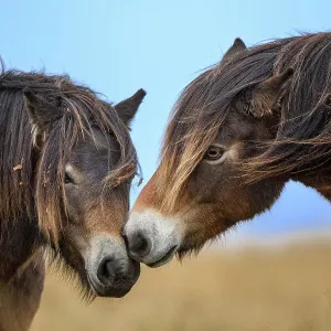 Two Exmoor ponies (Equus ferus caballus), semi-feral native breed, rubbing noses, Exmoor National Park, Somerset / Devon, England. November Two Exmoor ponies (Equus ferus caballus), semi-feral native breed, rubbing noses, Exmoor National Park, Somerset / Devon, England. November